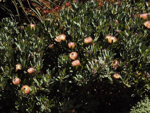DSC00367