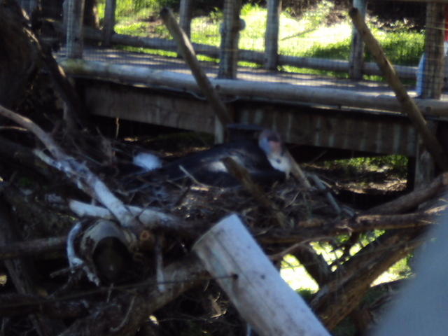 DSC00378