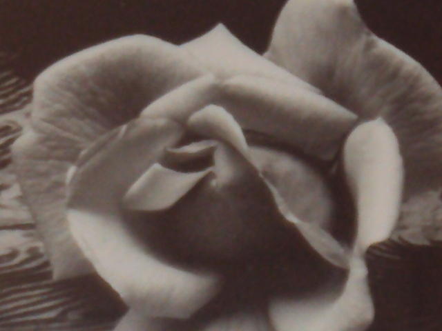 DSC00984