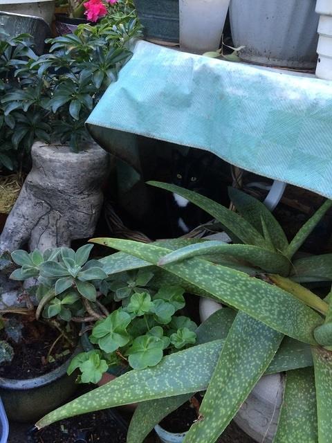 IMG 07031