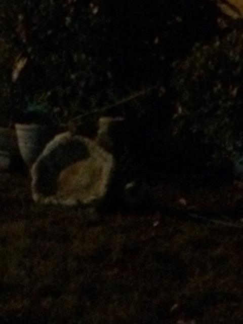IMG 3925