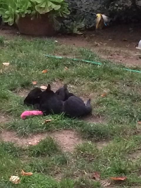 IMG 3986