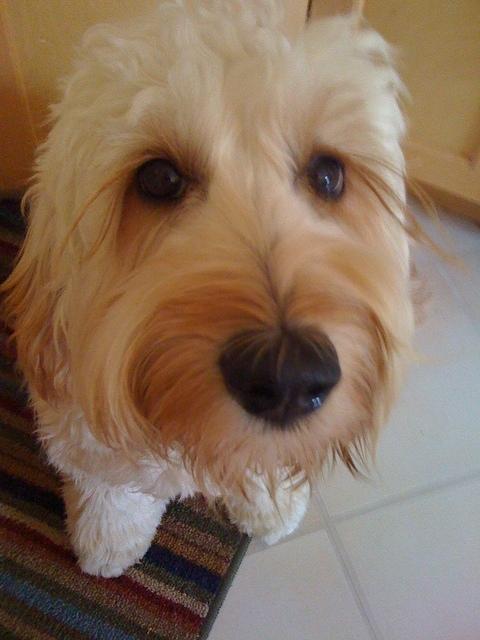 Lucy