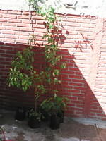IMG 20160605 150832