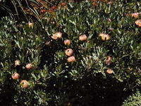 DSC00367