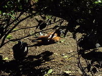 DSC00401