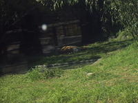 DSC00431