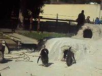MOV00427