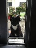 Tuxedo