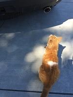 IMG 3676