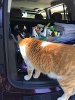 IMG 3678