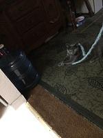IMG 3720