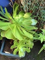 IMG 3952