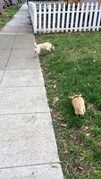 IMG 4299