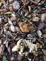 IMG 4543