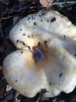IMG 4544