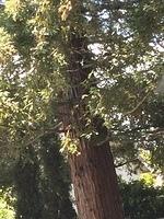IMG 4732