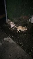 IMG 4861