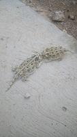 IMG 5178