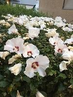 IMG 5478