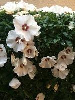 IMG 5479