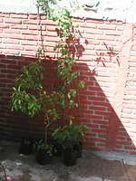 IMG 6235