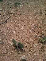 IMG 6355