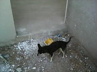 IMG 6372