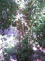IMG 6393