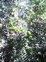 IMG 6395