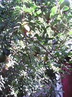 IMG 6396