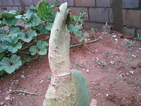 IMG 6508