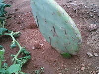 IMG 6510