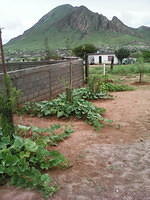 IMG 6517
