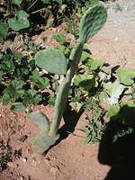 IMG 6600
