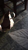 IMG 5264