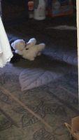 IMG 6675