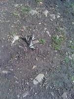 IMG 0456