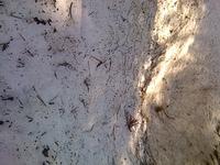 IMG 0933