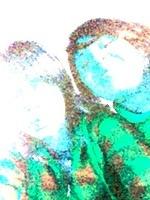 1-IMG 0487