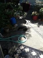 2-IMG 0452