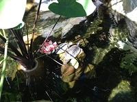 3-IMG 0971