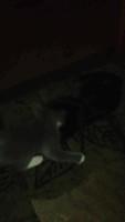 IMG 0332