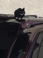 1-IMG 0118