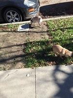 1-IMG 0412