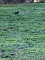 1-IMG 0807