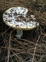1-IMG 1313