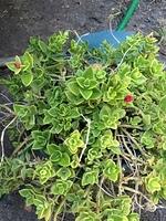 1-IMG 1622