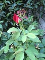 1-IMG 1623