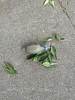 1-IMG 3258